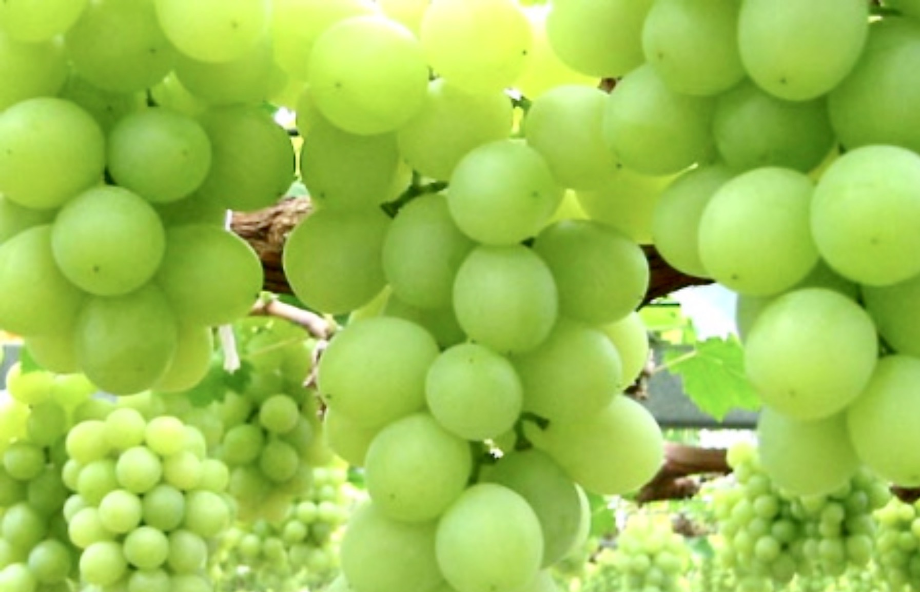 Screen Shot 2020-07-01 at 5.32.53 AM.jpeg